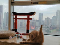-Catmate·猫肥家润(金润铂宫店)