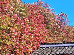 -贵州百里杜鹃风景名胜区