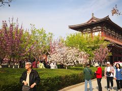 景点-西安青龙寺遗址景区