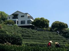 -龙井壹号·茶缘山景宴(龙井村店)