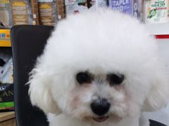 -帕帕拉兹宠物(亚洲旗舰店)