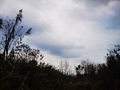 -白鹭湾湿地公园