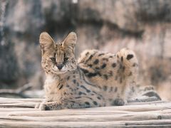 -杭州野生动物世界