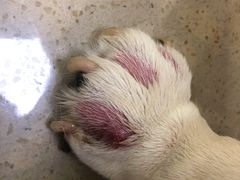 -艾贝尔宠物诊疗