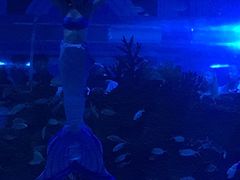 表演-成都浩海立方海洋公园