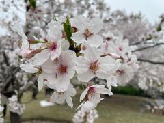 -顾村公园