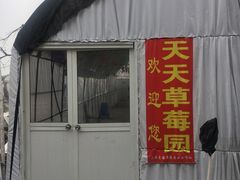 -青浦采草莓天天草莓园