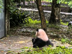 -都江堰中华大熊猫苑