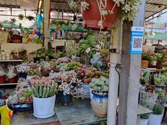 -曲阳花鸟市场(曲阳路店)