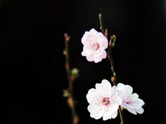 -梅花山(明孝陵内)