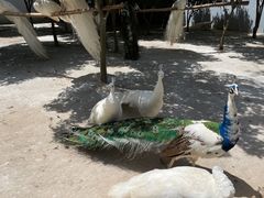 -宿豫区运河湾森林动物园