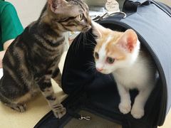 -瑞鹏宠物医院·骨科·猫科·内科(第一中心)