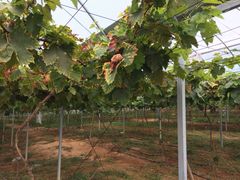 -海堤葡萄园中小学生研学基地