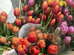 -三圣花乡旅游区