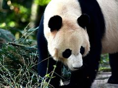-中国大熊猫保护研究中心雅安碧峰峡基地