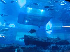 -迪拜水族馆及水下动物园