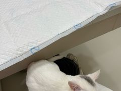 -御宝贝24h宠物医院·转诊中心·CT核磁血透中心(厦门总院)