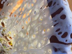 -塔兰齐新疆孜然火锅(鲤鱼山路店)