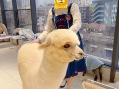 -怪兽屋·羊驼·猫咖·狗咖(俊华广场店)