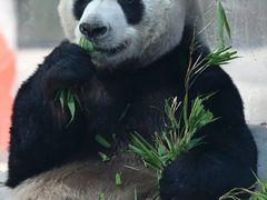 -栾川竹海野生动物园