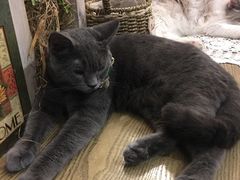 -共舞时光猫咖·狗咖(新街口店)