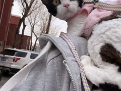 -北京观赏动物医院·24小时大型综合·猫专科·异宠专科