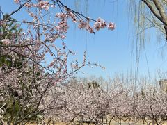 -大兴滨河森林公园