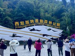 -西双版纳原始森林公园