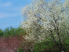 -永定河休闲森林公园