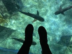 -暹罗海洋世界