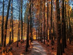 -上海海湾国家森林公园