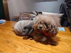 -more than meow吴止猫主题餐厅(承德 中船汇店)