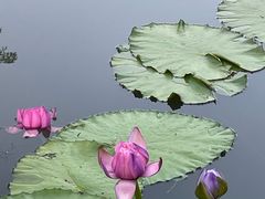 -云溪植物园