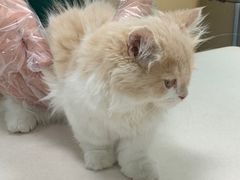 -宠颐生猫科·内科皮肤科(西平世纪城店)