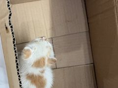 -艾贝尔宠物医院·24H转诊中心·肿瘤猫专科(江宁双龙店)