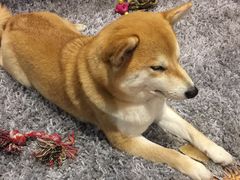 -柴务处·柴犬主题狗咖