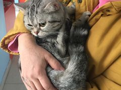 -瑞派福兴宠物医院犬猫全科·骨科·中西医结合(河东店)