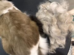 -momokira米努特·德文卷毛猫·棉花面纱犬