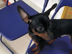 -瑞派福兴宠物医院犬猫全科·骨科·中西医结合(河东店)