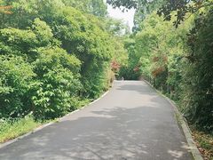 -东平国家森林公园
