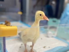 -怪兽屋·羊驼·猫咖·狗咖(俊华广场店)