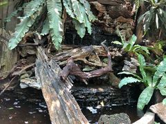 -Fern Forest Cafe