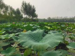 -白洋淀景区
