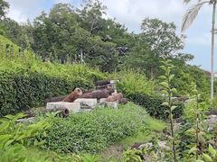 -胡里山炮台
