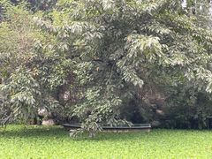 -桂湖森林公园