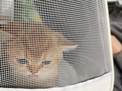 -创凡宠物医院·骨专科  猫科中心(西乡分院)