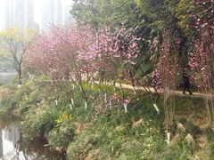 -重庆彩云湖湿地公园