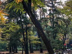 -井之头恩赐公园
