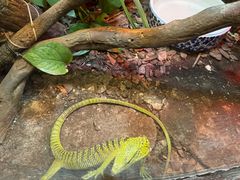 -上海大自然野生昆虫馆(东方明珠·爬宠昆虫探索中心)