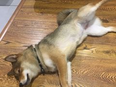 -柴务处·柴犬主题狗咖